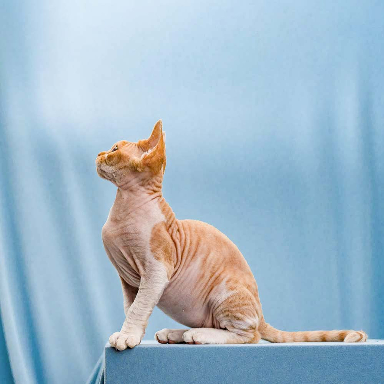 Homer, Boy, born on 02.01.23, SOLD. Devon Rex Pixie Cattery