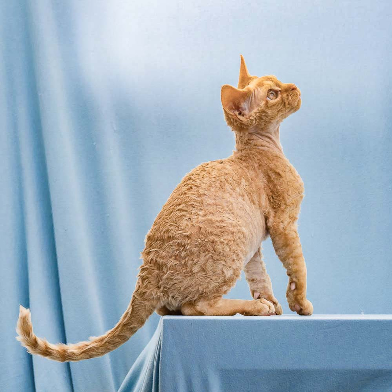 Herbert, Boy, born on 02.01.23, SOLD. Devon Rex Pixie Cattery