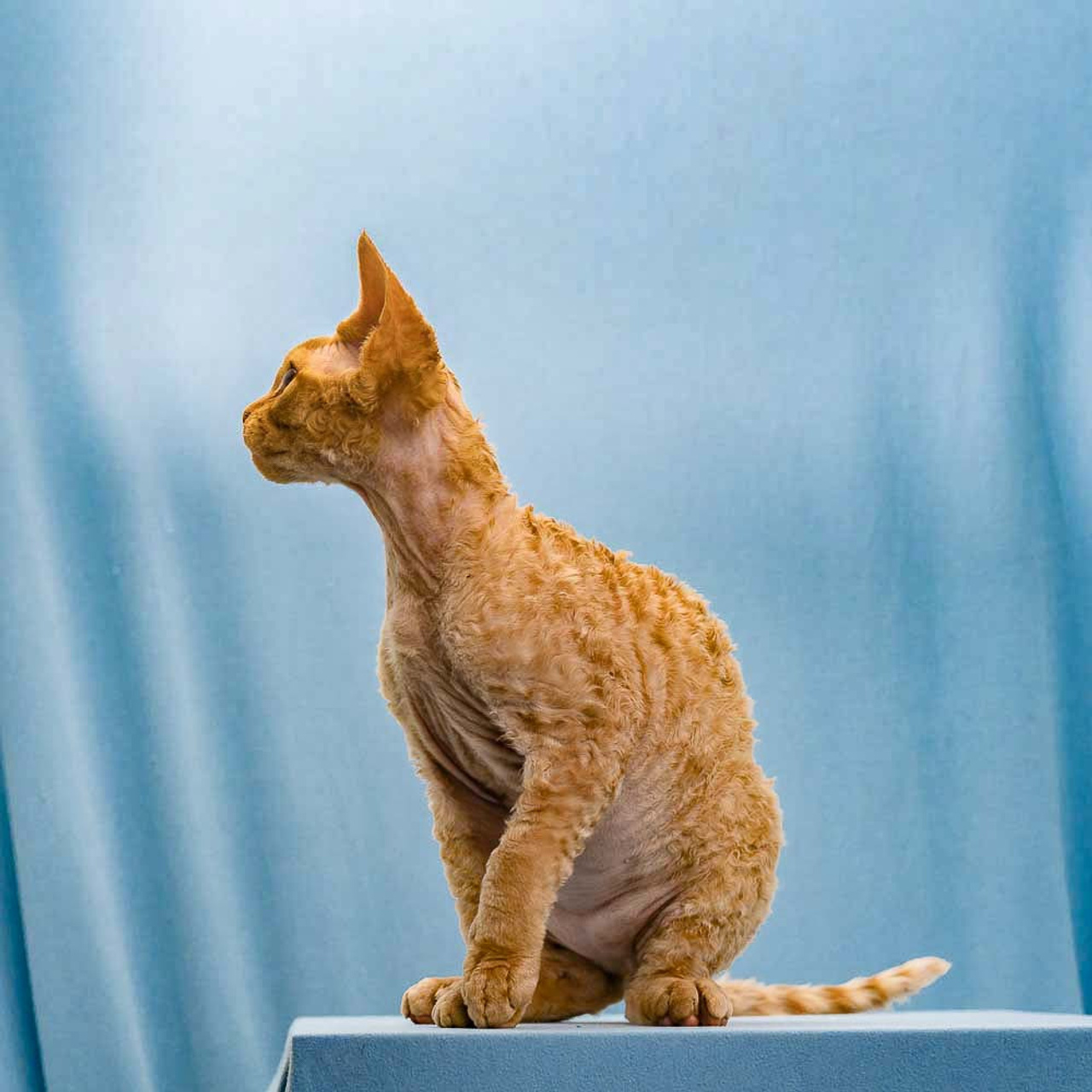 Herbert, Boy, born on 02.01.23, SOLD. Devon Rex Pixie Cattery