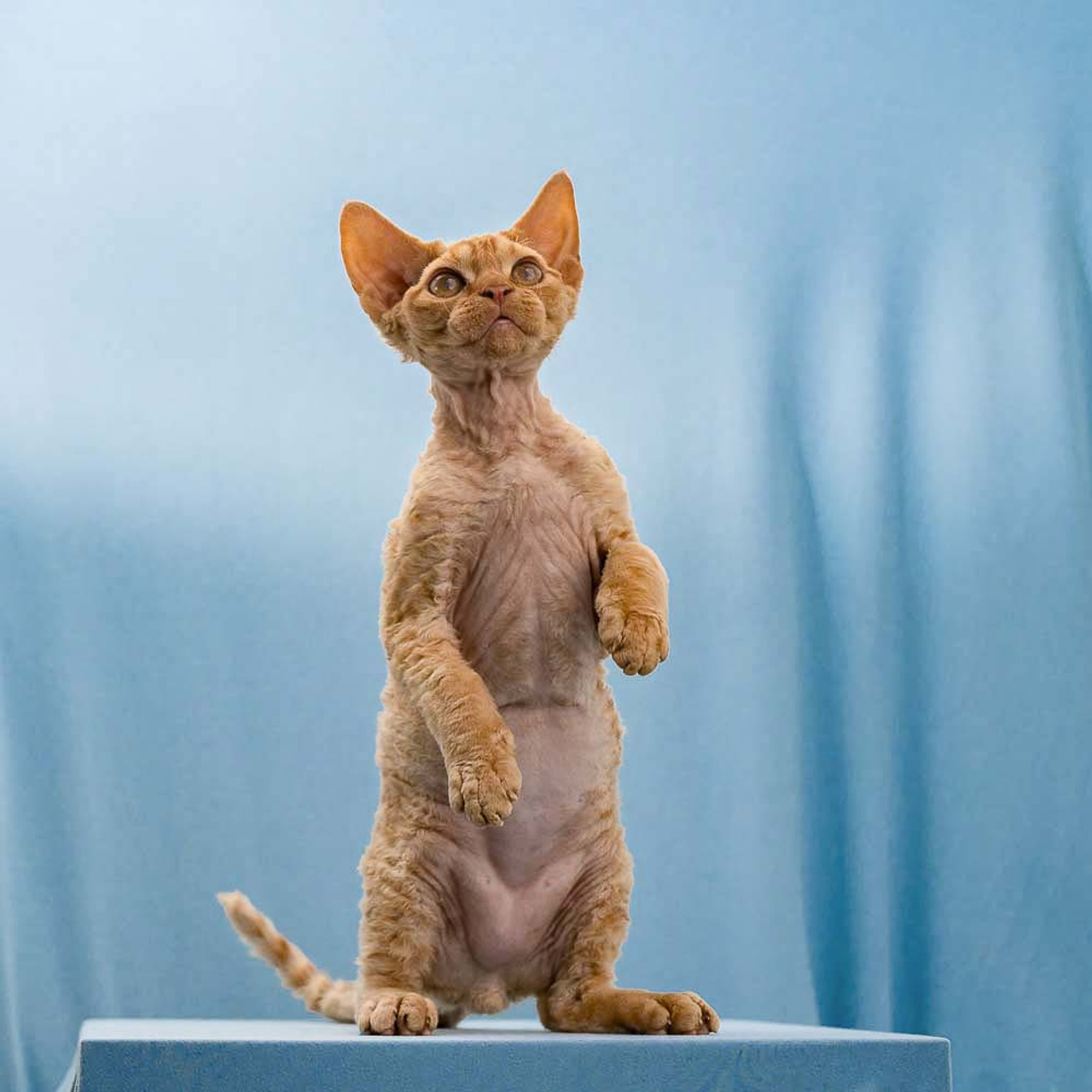 Herbert, Boy, born on 02.01.23, SOLD. Devon Rex Pixie Cattery