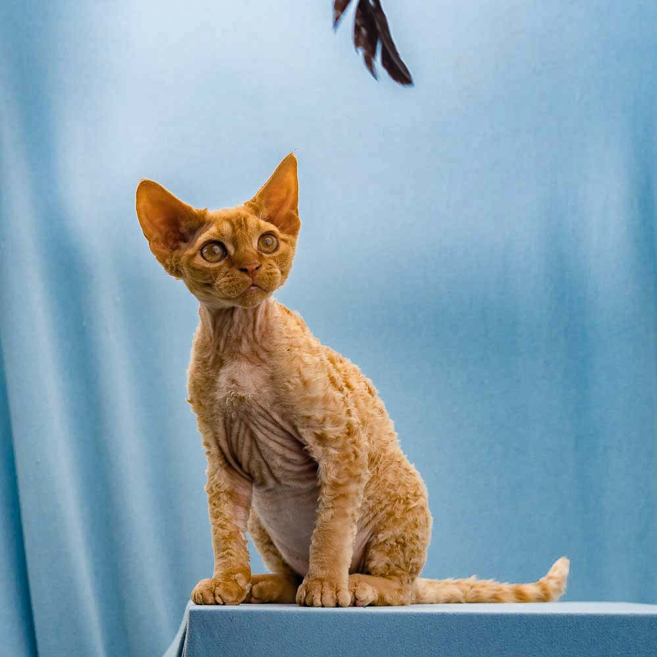 Herbert, Boy, born on 02.01.23, SOLD. Devon Rex Pixie Cattery