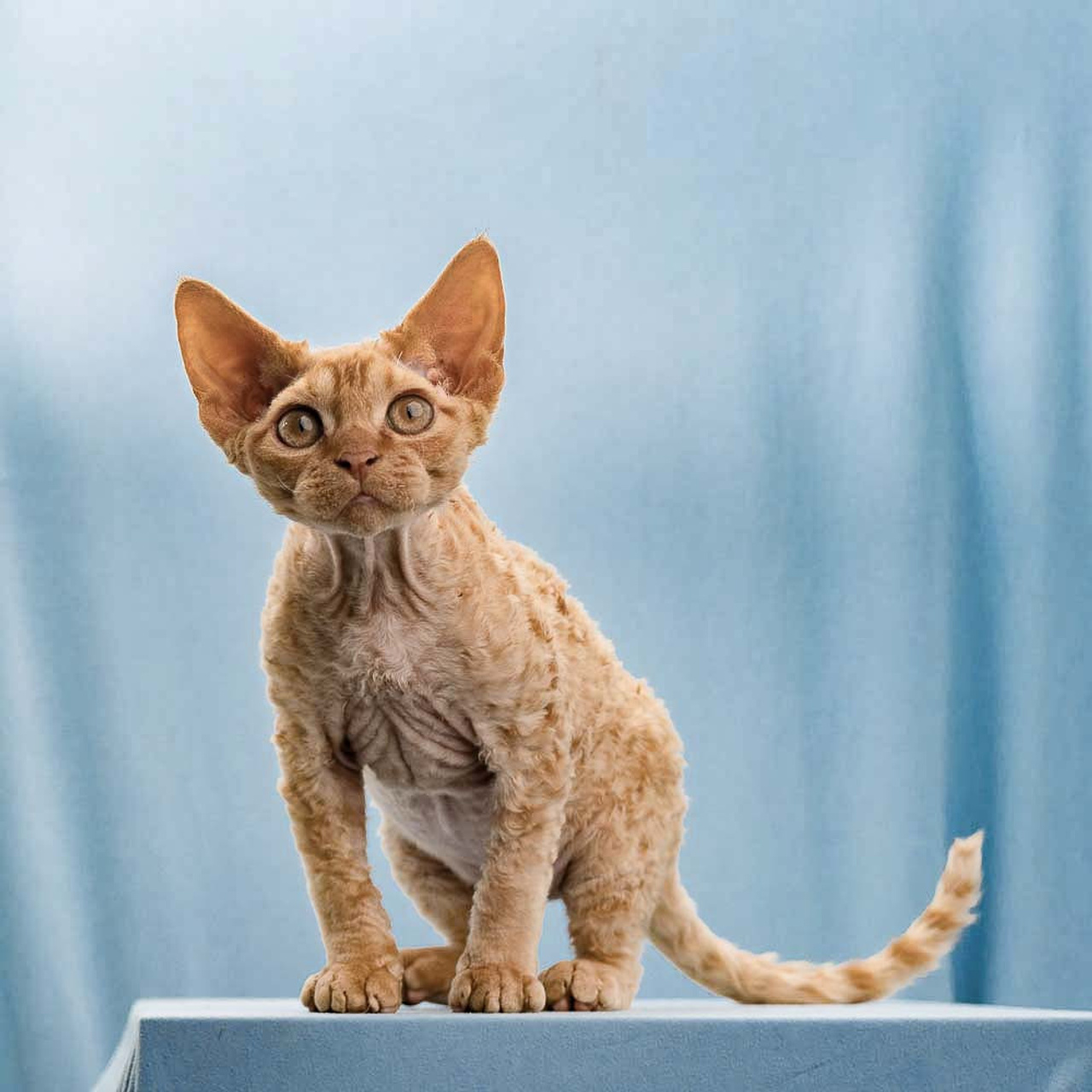 Herbert, Boy, born on 02.01.23, SOLD. Devon Rex Pixie Cattery