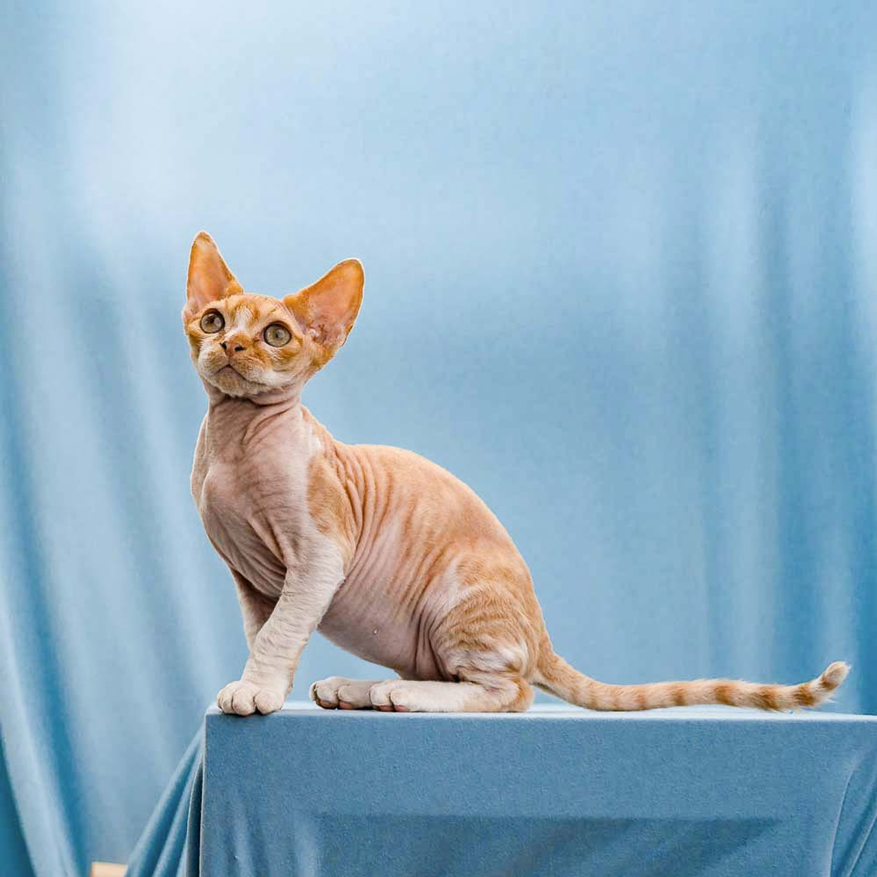 Homer, Boy, born on 02.01.23, SOLD. Devon Rex Pixie Cattery