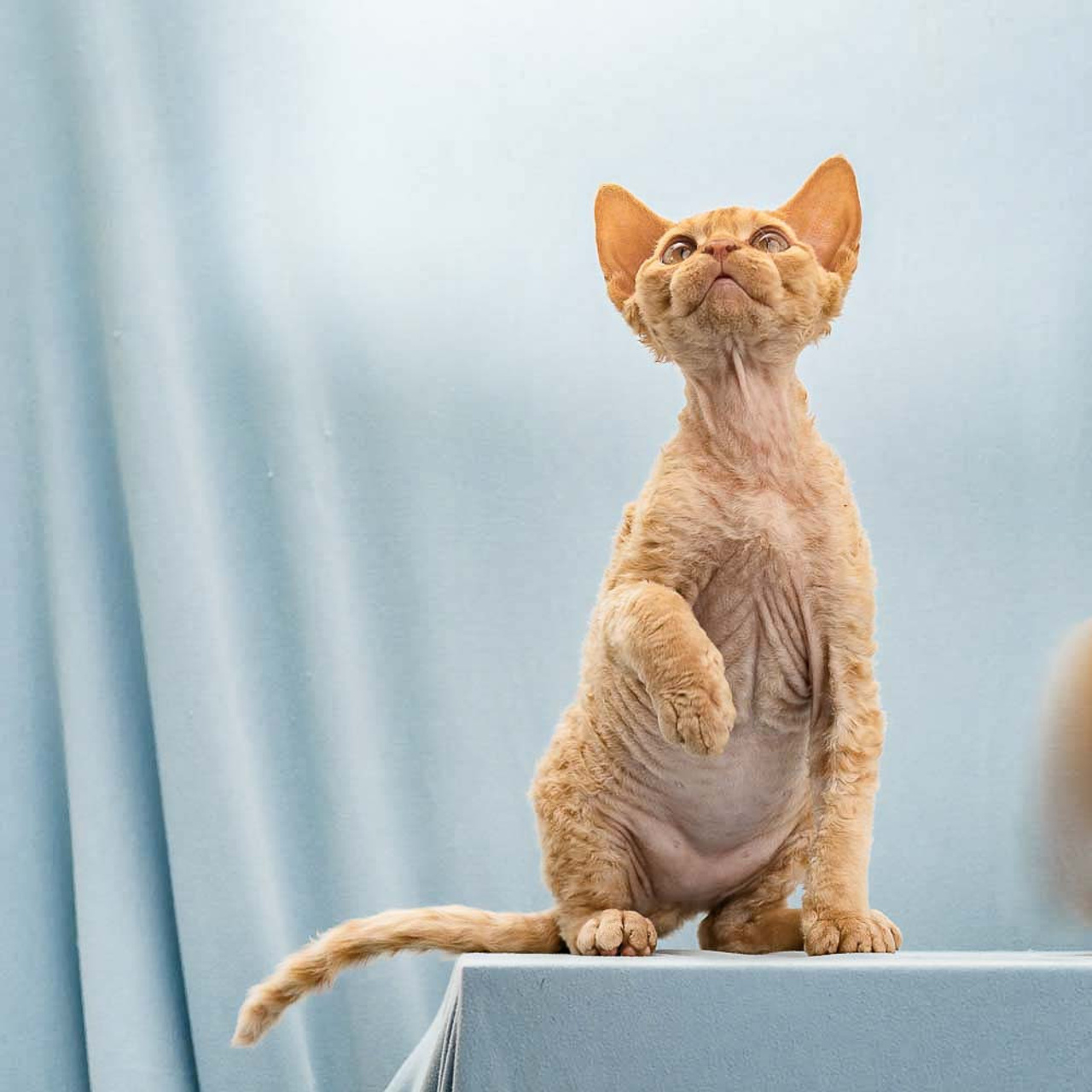 Herbert, Boy, born on 02.01.23, SOLD. Devon Rex Pixie Cattery