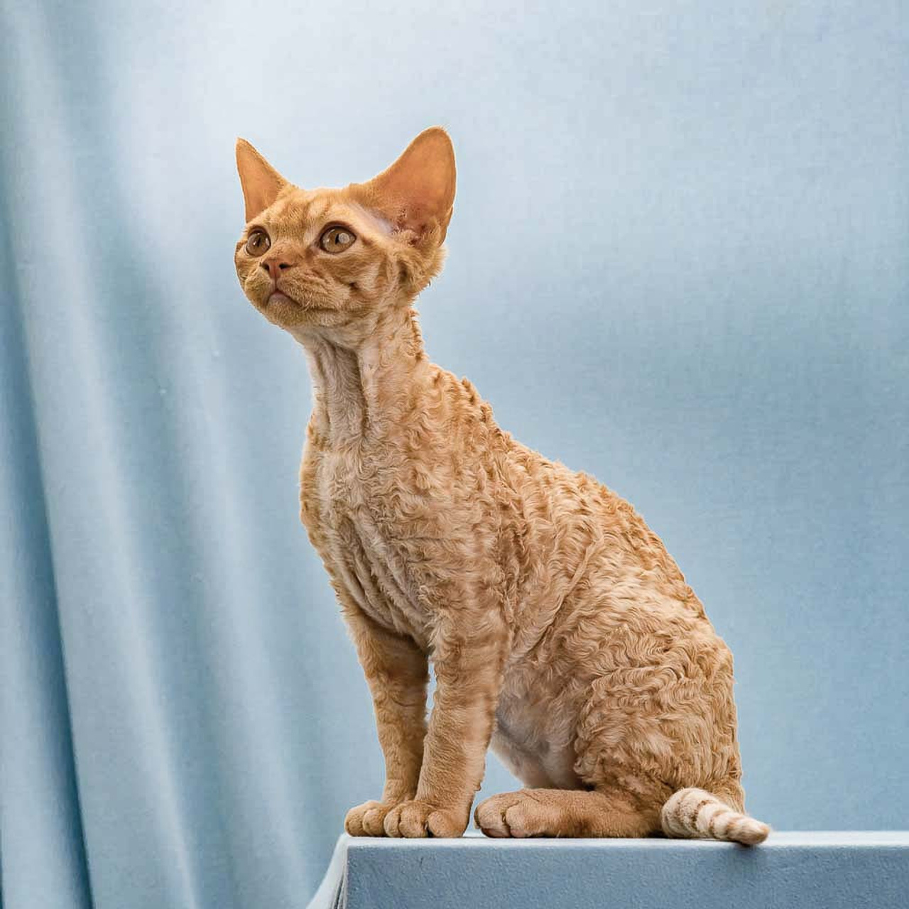 Herbert, Boy, born on 02.01.23, SOLD. Devon Rex Pixie Cattery