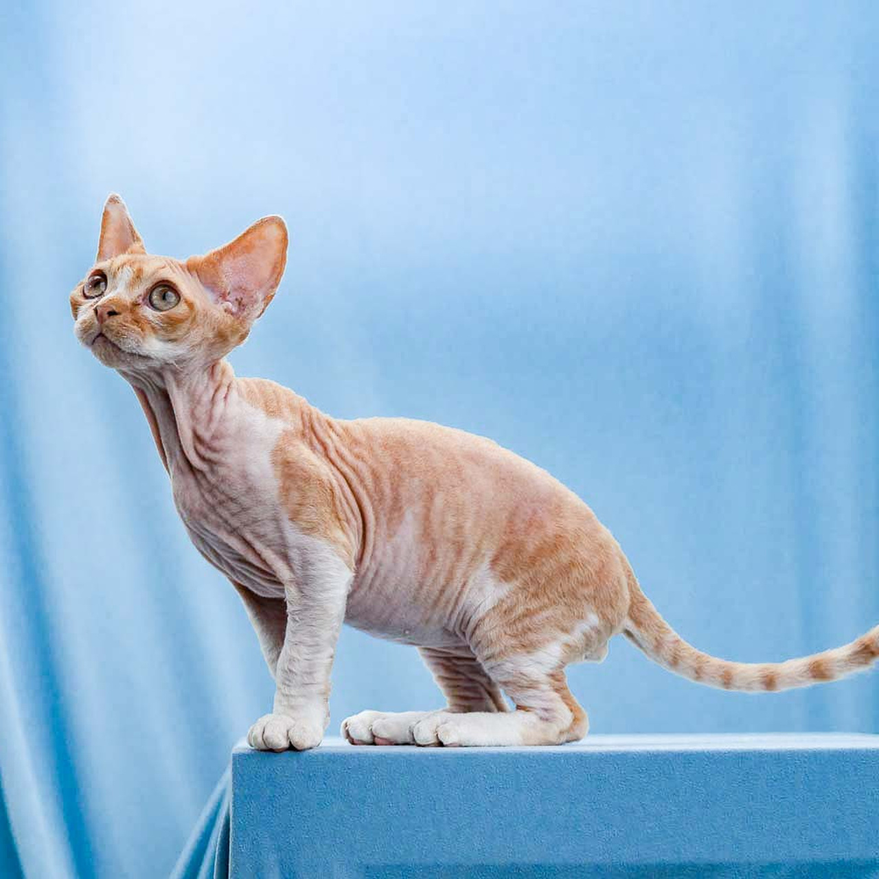 Homer, Boy, born on 02.01.23, SOLD. Devon Rex Pixie Cattery