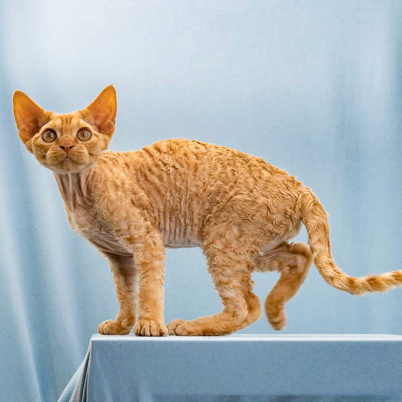 Herbert, Boy, born on 02.01.23, SOLD. Devon Rex Pixie Cattery
