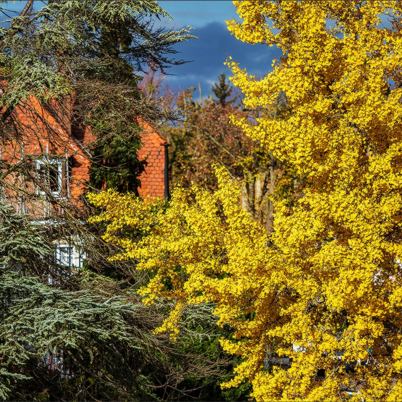 Quelques photos d'automne. Photographe à Strasbourg | Portraits, Studio, Enfants, Événements