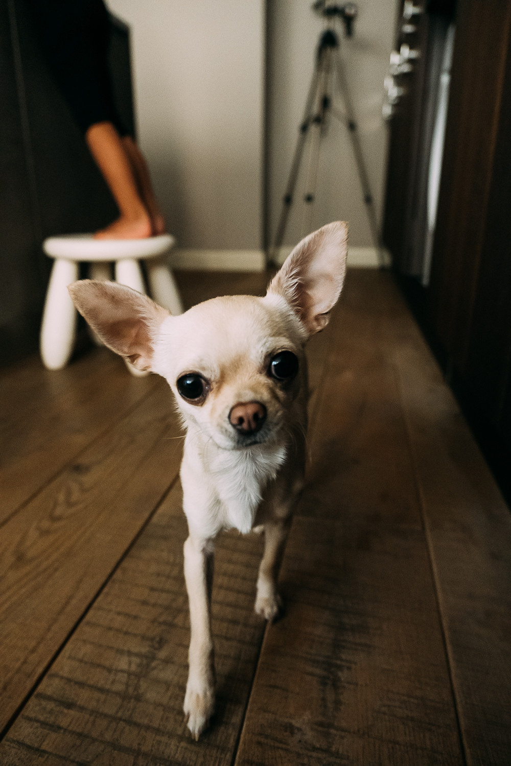 Девчачие посиделки Риты и Евы. Сімейний і портретний фотограф у Києві Проценко Алла