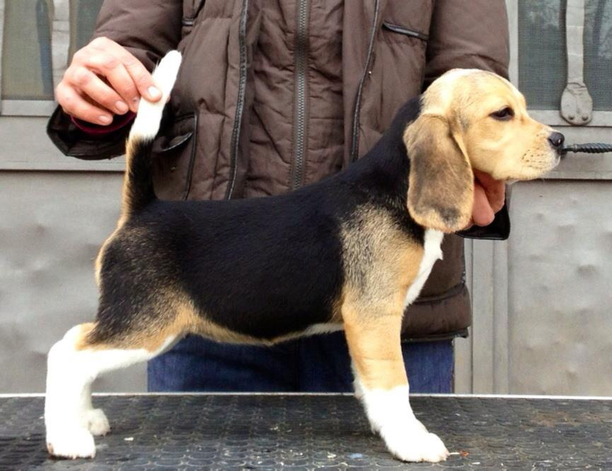 Тіна. Розплідник біглей в Україні