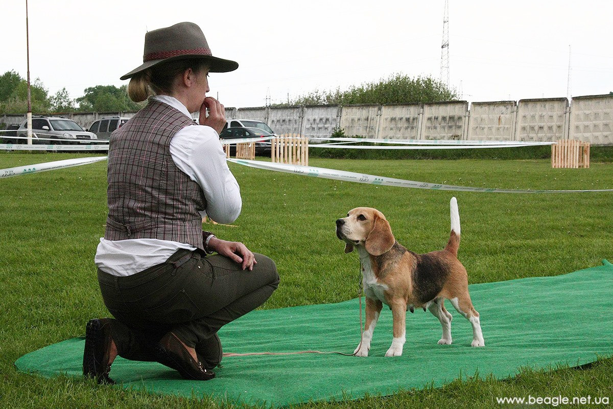 Тіна. Розплідник біглей в Україні