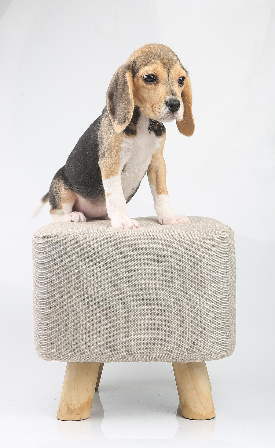 Krepish + Karamel. Питомник биглей Selesta’s Dreams