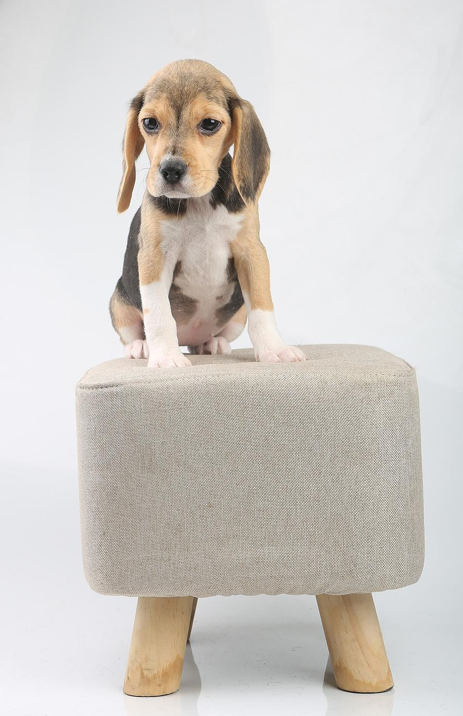 Krepish + Karamel. Питомник биглей Selesta’s Dreams