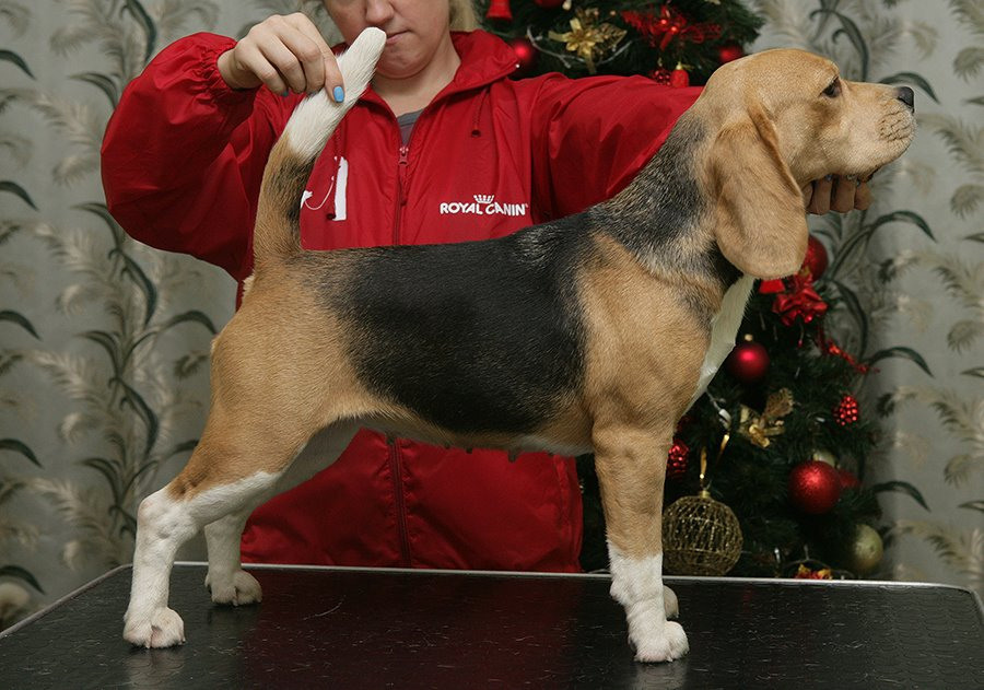 Тіна. Розплідник біглей в Україні