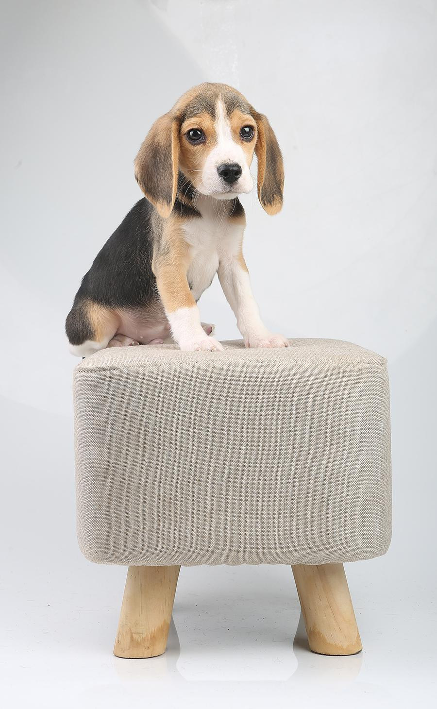 Krepish + Karamel. Питомник биглей Selesta’s Dreams