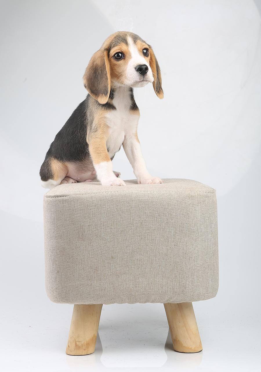 Krepish + Karamel. Питомник биглей Selesta’s Dreams