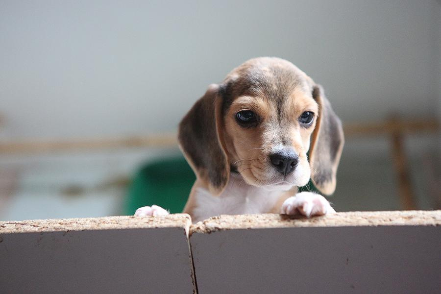 Krepish + Karamel. Питомник биглей Selesta’s Dreams