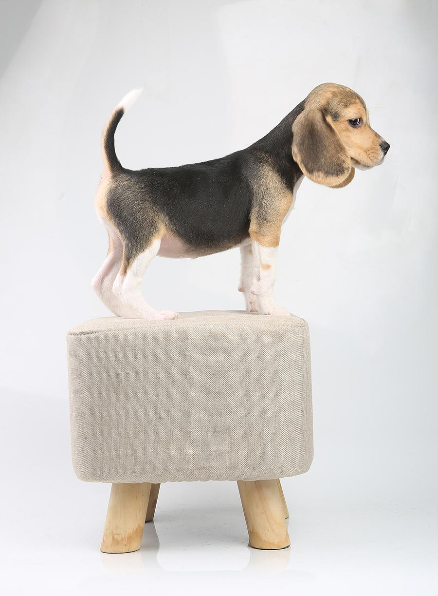 Krepish + Karamel. Питомник биглей Selesta’s Dreams