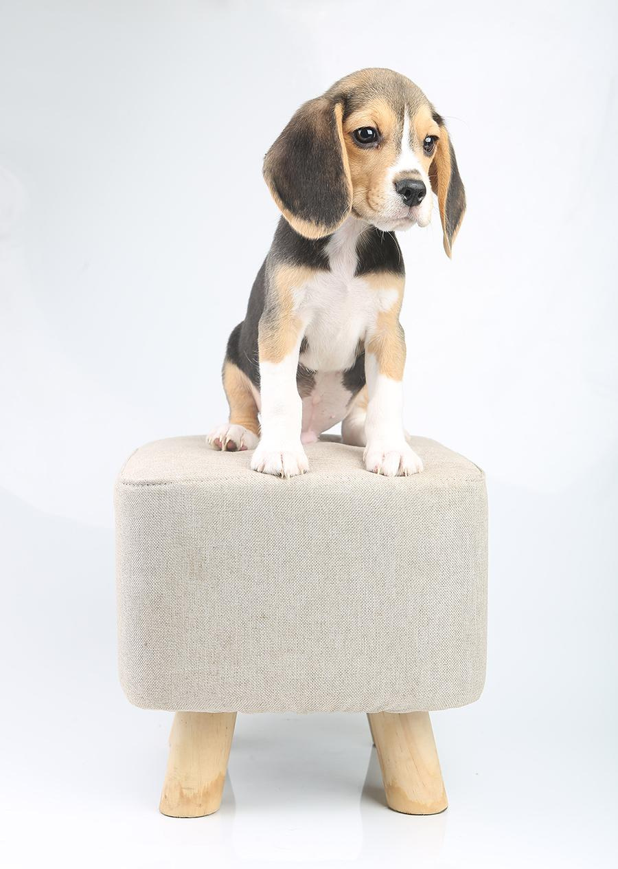 Krepish + Karamel. Питомник биглей Selesta’s Dreams