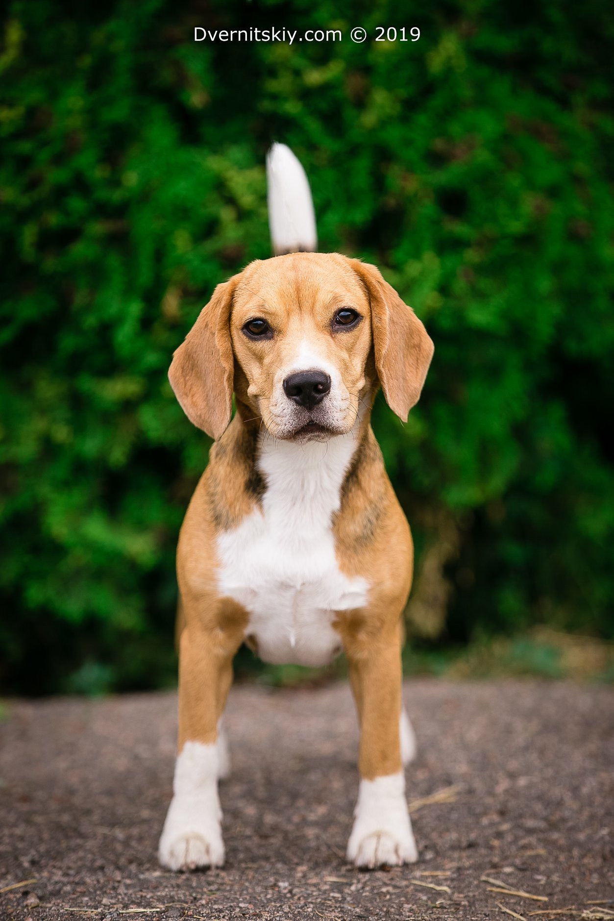 Тіна. Розплідник біглей в Україні