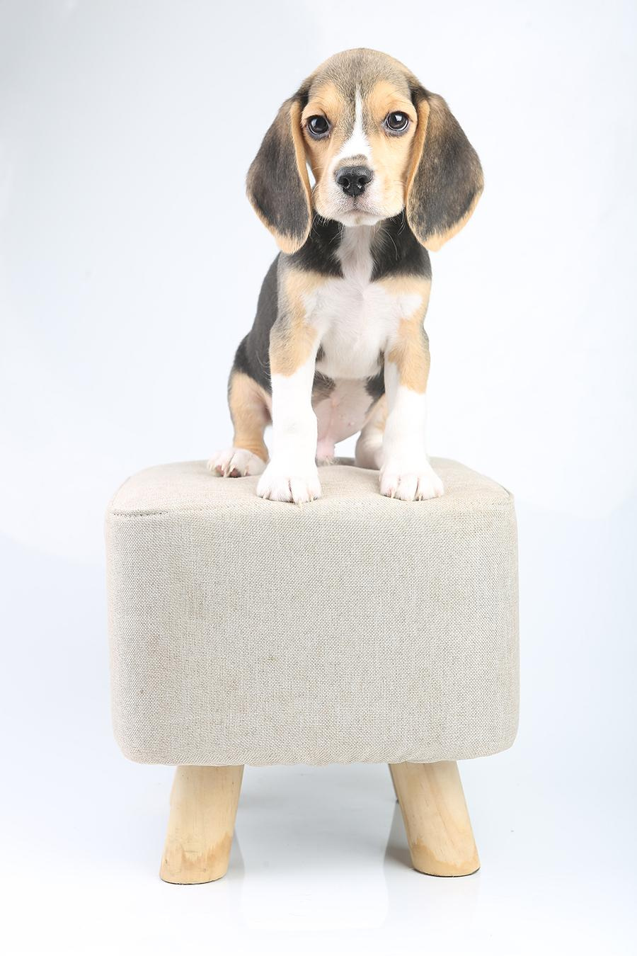 Krepish + Karamel. Питомник биглей Selesta’s Dreams