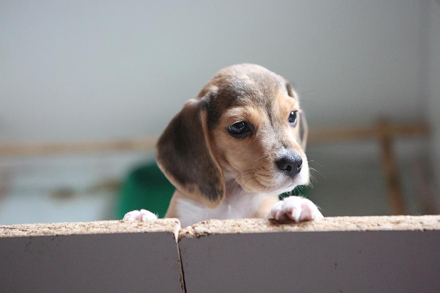 Krepish + Karamel. Питомник биглей Selesta’s Dreams