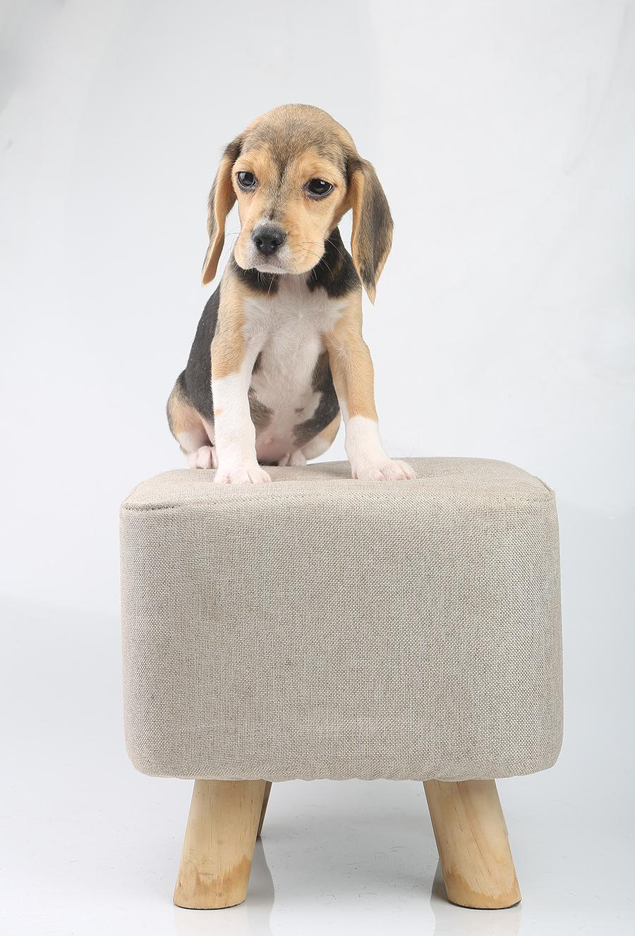 Krepish + Karamel. Питомник биглей Selesta’s Dreams