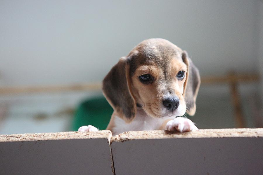 Krepish + Karamel. Питомник биглей Selesta’s Dreams