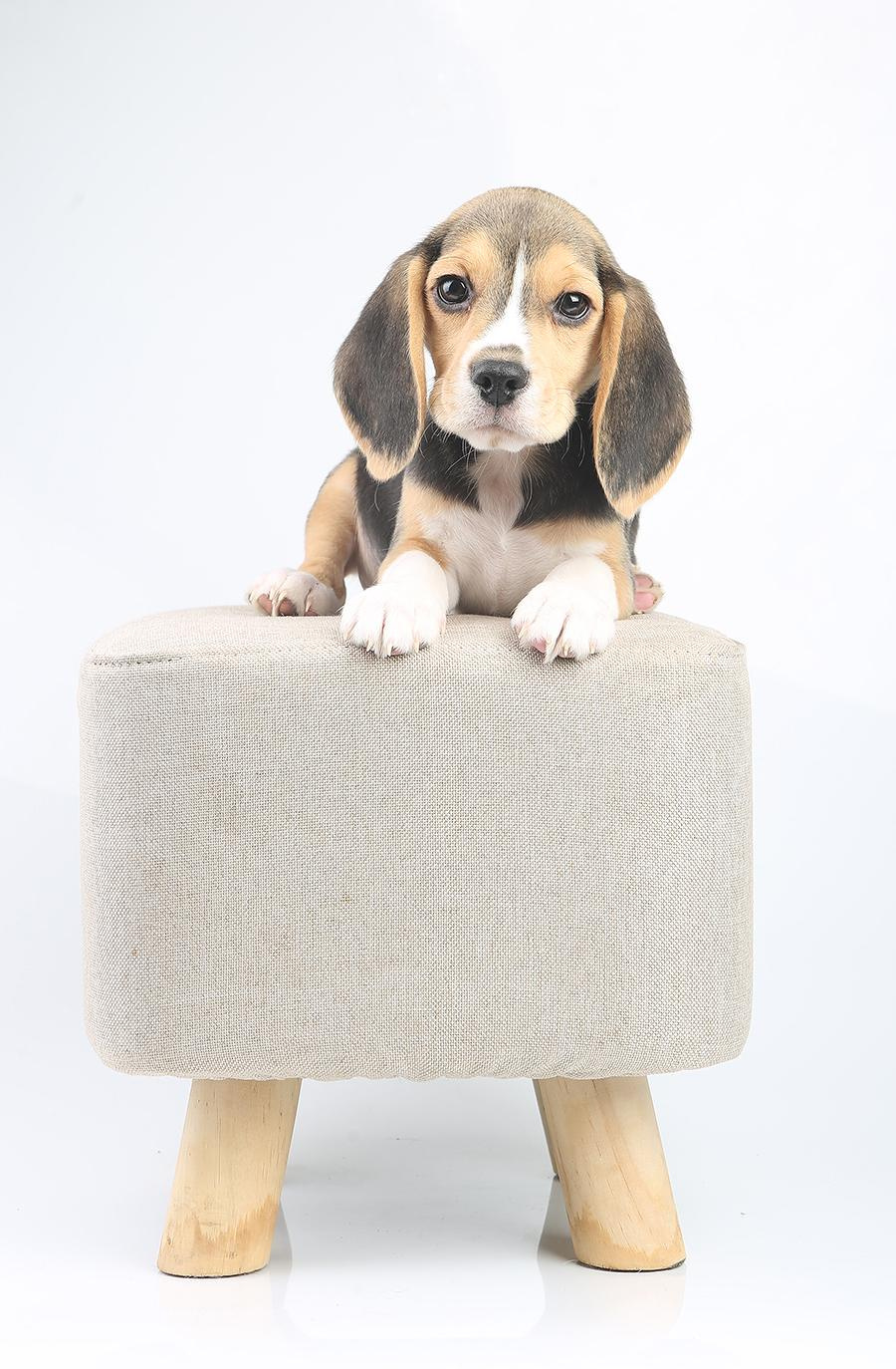 Krepish + Karamel. Питомник биглей Selesta’s Dreams