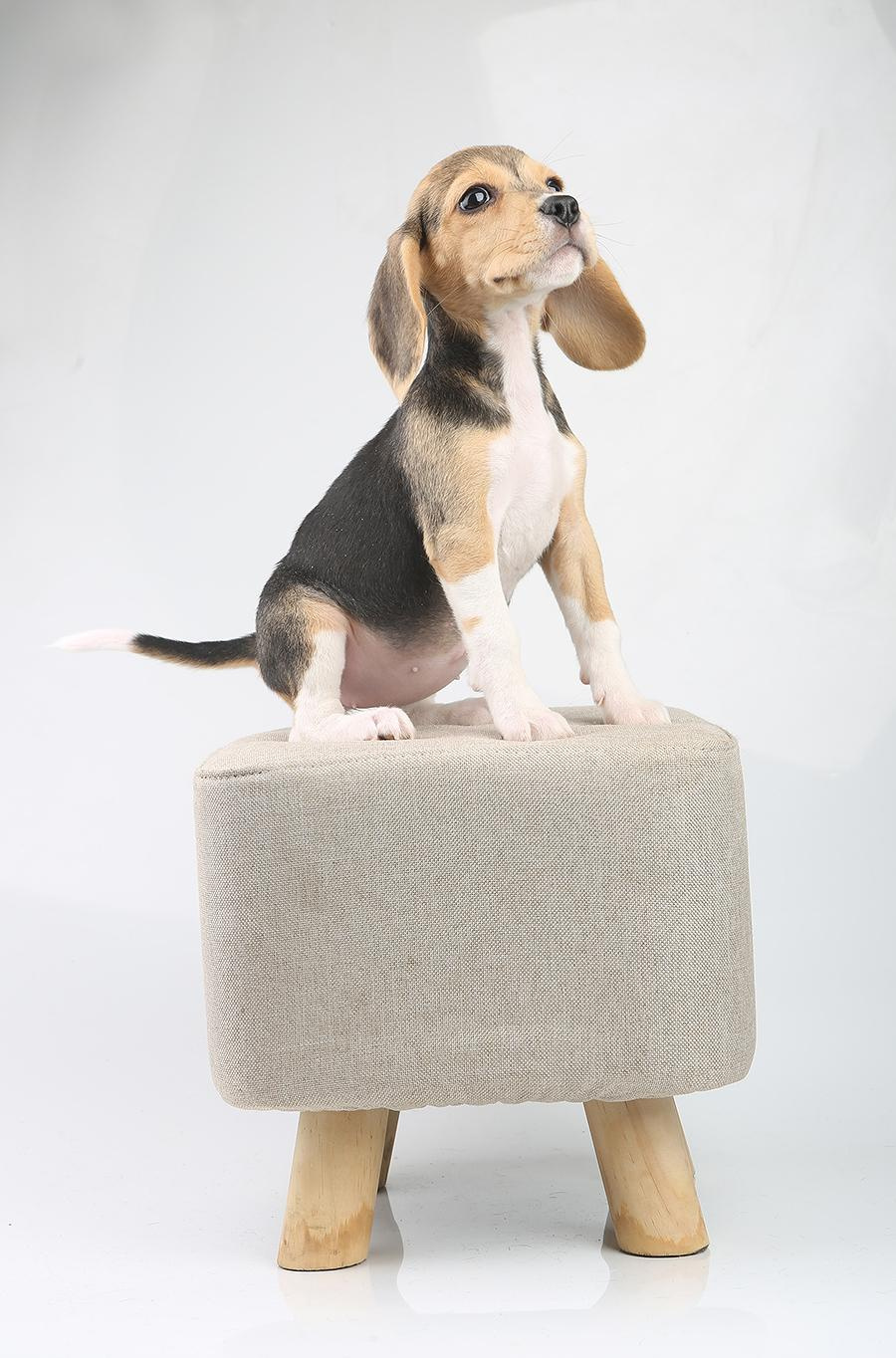 Krepish + Karamel. Питомник биглей Selesta’s Dreams