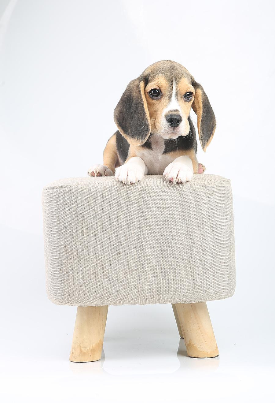 Krepish + Karamel. Питомник биглей Selesta’s Dreams