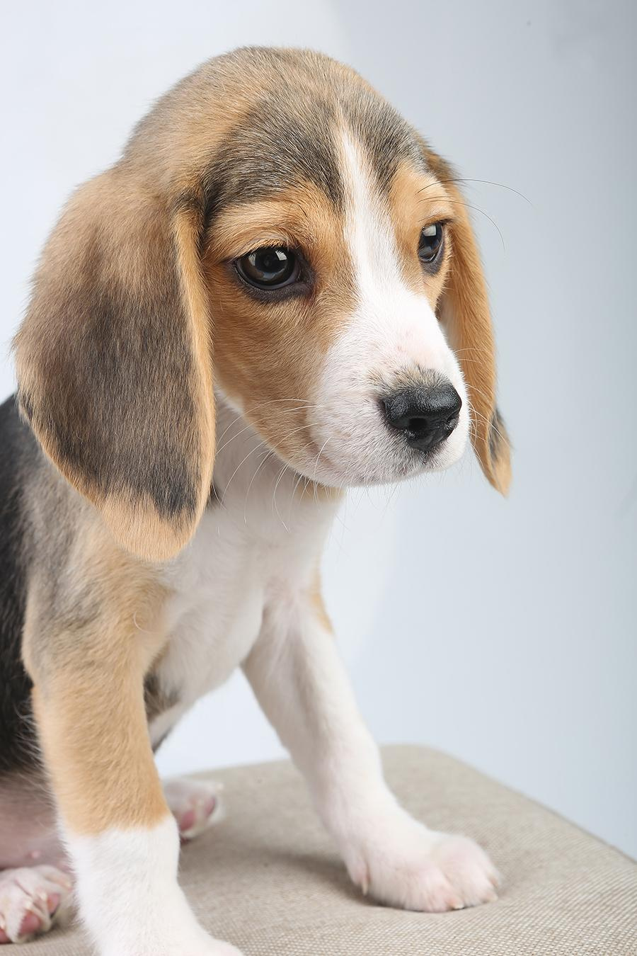 Krepish + Karamel. Питомник биглей Selesta’s Dreams