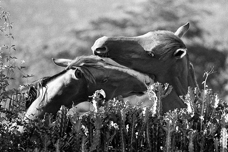 близ Арройо-Хондо, провинция Гуантанамо, Куба. 2006