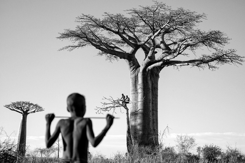 Cattle herders and baobabs, near Morondava, Menabe region, Toliara province, Republic of Madagascar. 2017