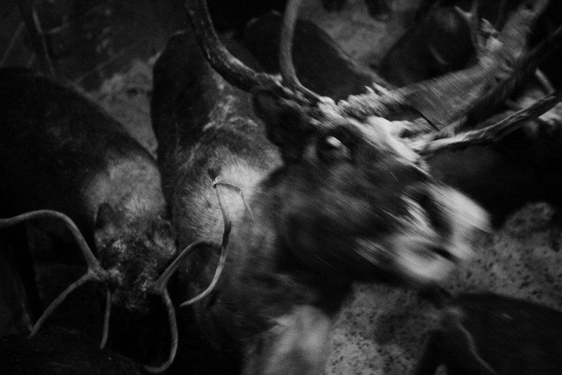 Tatiana Plotnikova / North Corrida. Noga Creative Union