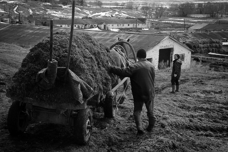 Корм для фермерской скотины, деревня Яманово, Канашский район, Чувашия, Россия. 2017