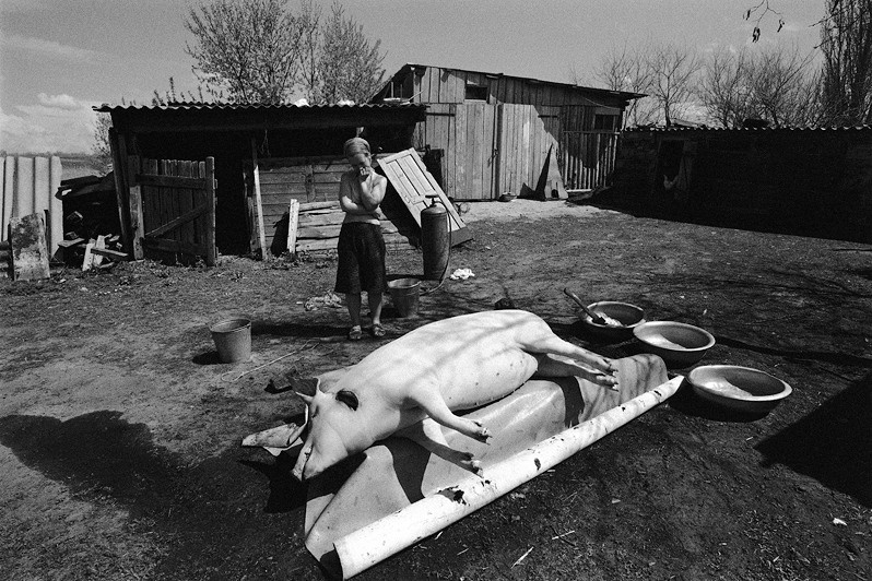 Grief about the killed pig, Senshin khutor, Oblivsky district, Rostov-on-Don region, Russia. May 2011
