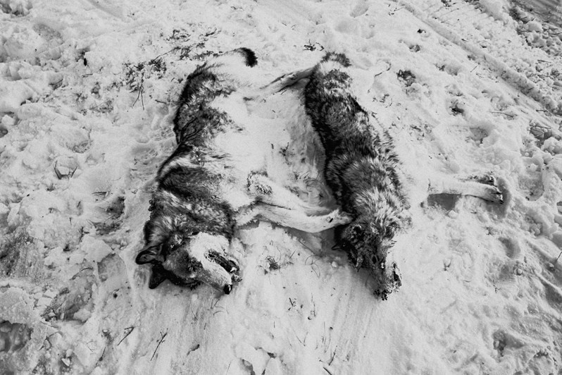 Stadukhino settlement, Bilibinsky district, Chukotka Autonomous Okrug, Russia. November 2013