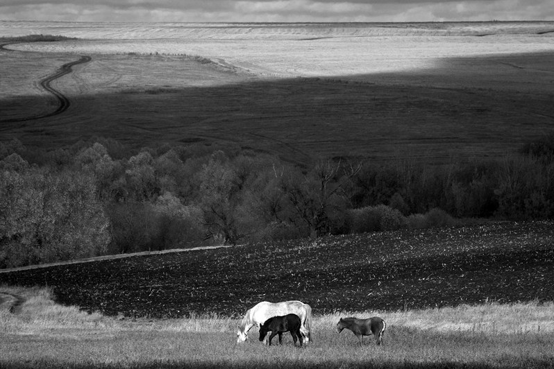 На выпасе в полях, Кайбицкий район, Татарстан, Россия. 2017