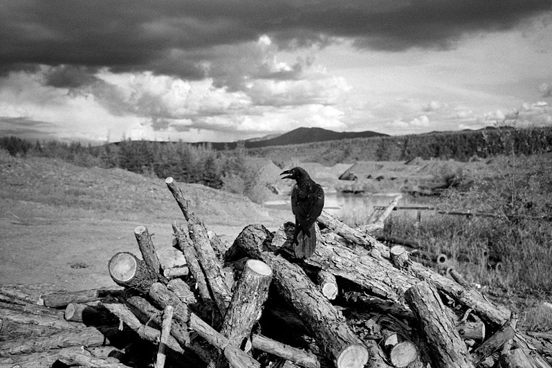 Black raven at the Calm mine, near settlement of Sinegorye, Yagodinsky district, Magadan region, Russia. August 2014