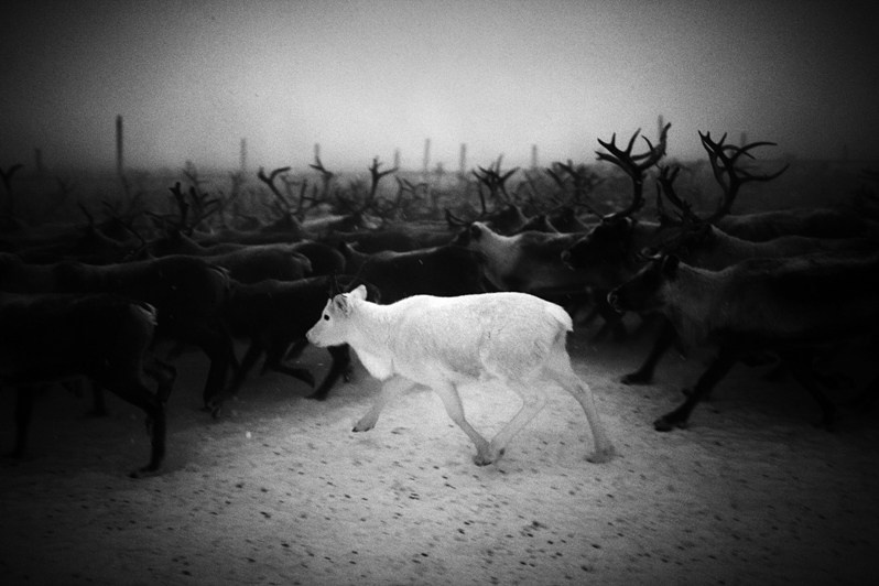 Tatiana Plotnikova / North Corrida. Noga Creative Union