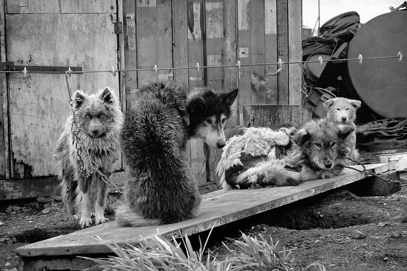 Sled dogs on tether, Lorino settlement, Chukotka, Russia. September 2007