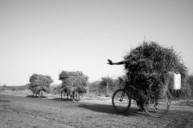 Signofil! Overtaking on the left, near Toliara, Atsimo-Andrefana region, Toliara province, Republic of Madagascar. 2019