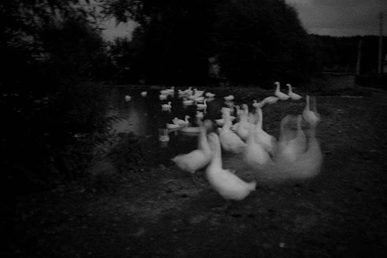 Жертвенные гуси в марийской деревне, Республика Марий Эл, Россия. 2011