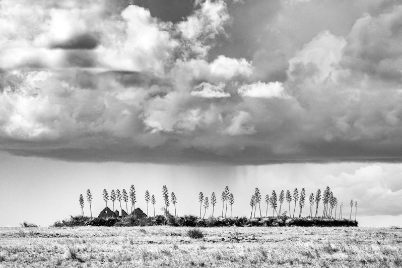 Oasis, near Isalo, Miandrivazo district, Menabe region, Toliara province, Republic of Madagascar. 2020