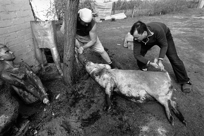 Death of a pig, Senshin khutor, Oblivsky district, Rostov-on-Don region, Russia. May 2011
