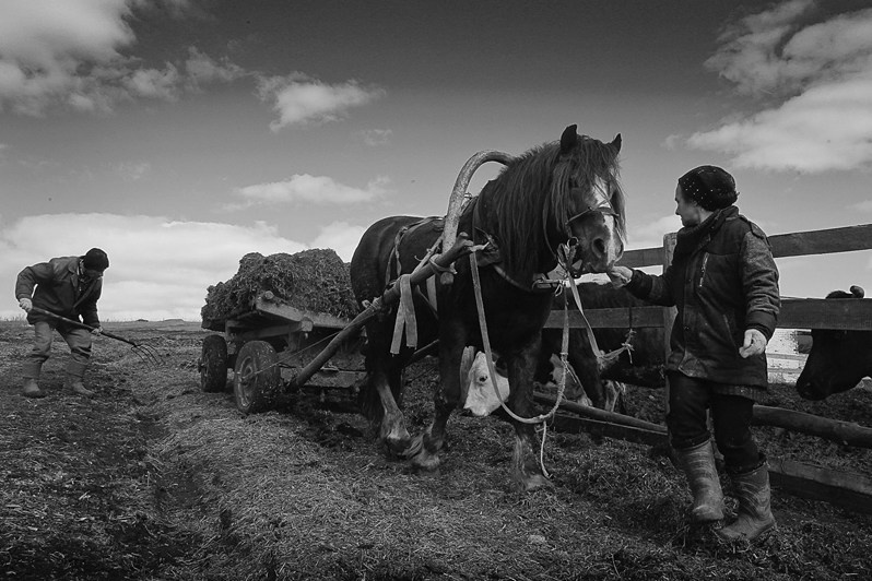 Подвоз корма на ферму, деревня Яманово, Канашский район, Чувашия, Россия. 2017