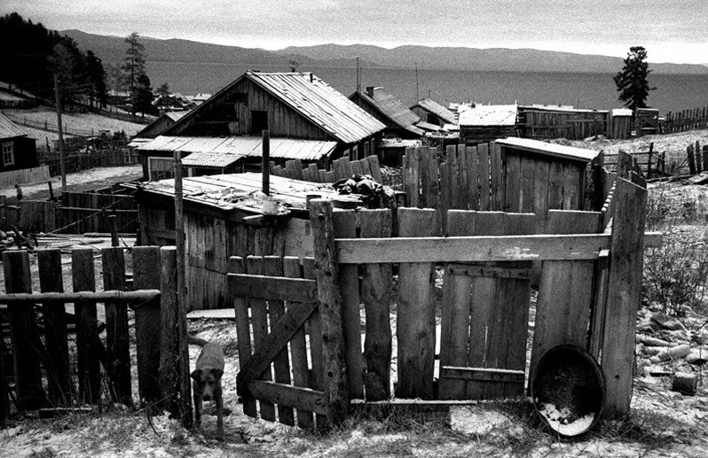 Сторожевой пёс у калитки, посёлок Курбулик, Баргузинский район, Бурятия, Россия. Октябрь 2001