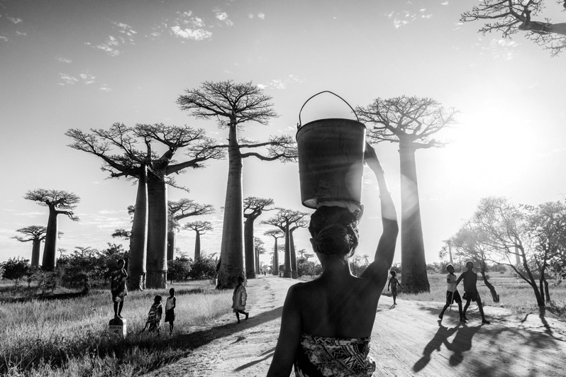 Collecting water on a baobab trail after a long kilometre of walking, near Morondava, Menabe region, Toliara province, Republic of Madagascar. 2017