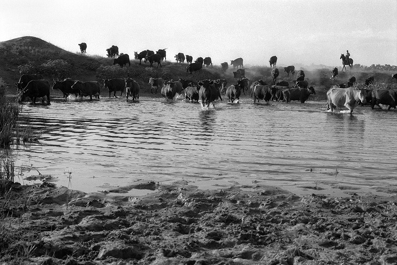 Returning of herd from a pasture home, Senshin khutor, Oblivsky district, Rostov-on-Don region, Russia. July 2010